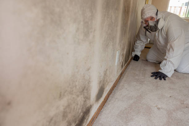 Best Basement Mold Removal  in Franklin, PA